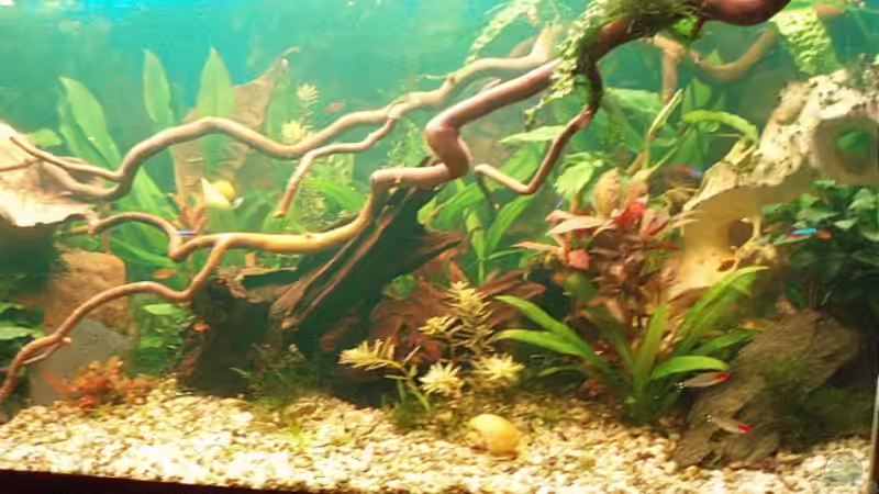 Becken stand Dezember 2008 von Jason (15)