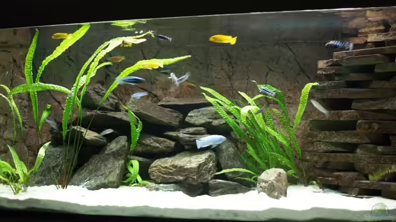 Becken Stand Febr.2009 von Branjo (5)