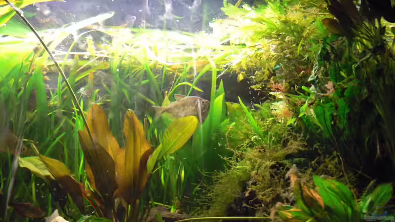 Becken Teilansicht (Foto von meinem Sohn 9 j.) von pat333 (10)