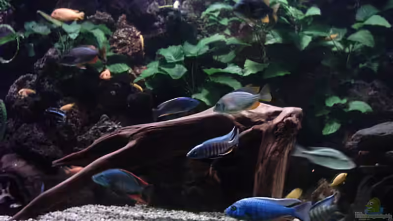 Becken Teilansicht von Bernd Niehoff (6)