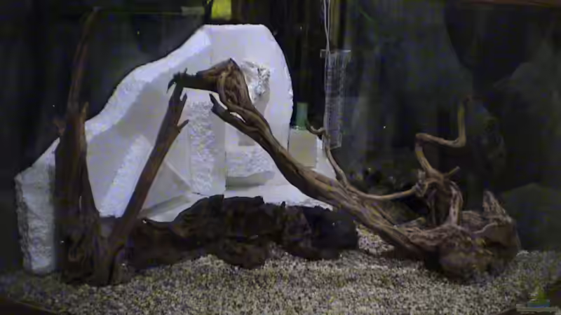 Becken trocken grob eingerichtet von Carsten Gutsche (11)