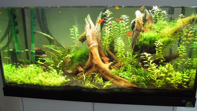 Becken umgestaltet/alt von Robbie (12)