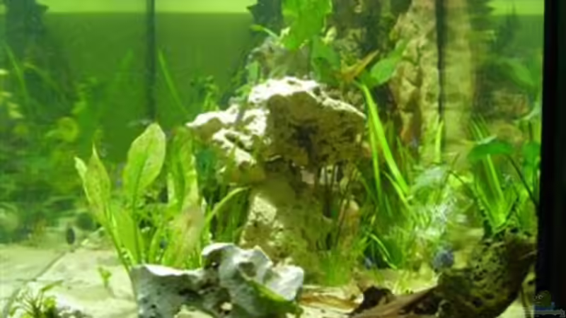 Becken v.d. rechten Seite 28.04.08 + neues Lochgestein. von Peters Laden (6)