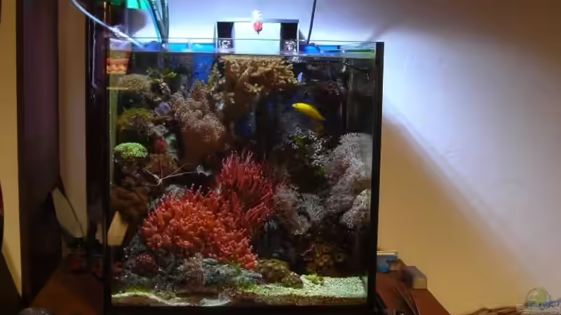 Becken von 10.07.08 von Mario Kustor (3)