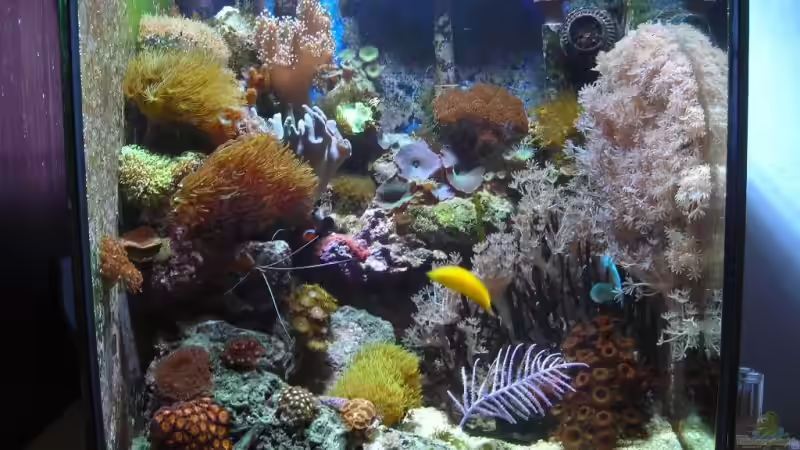 Becken von 24.12.08 von Mario Kustor (7)