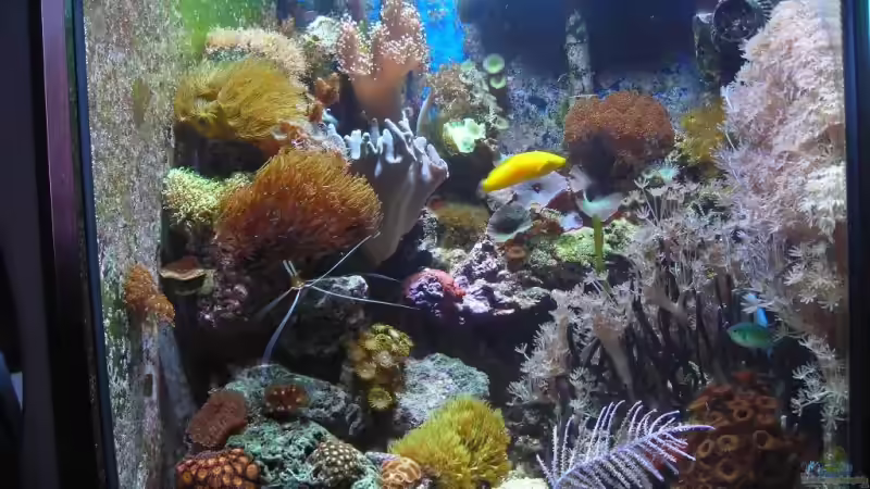 Becken von 24.12.08 von Mario Kustor (8)