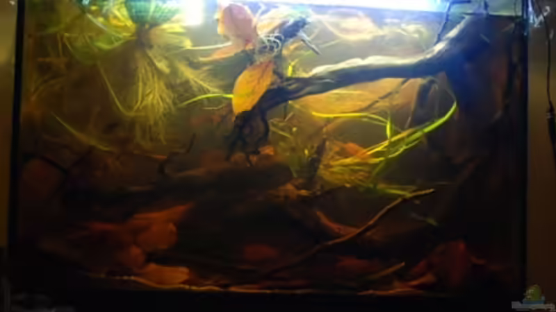 Becken von Cichlid Power (2)