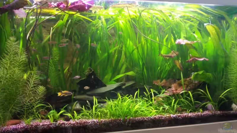 Becken von der_nevs (2)