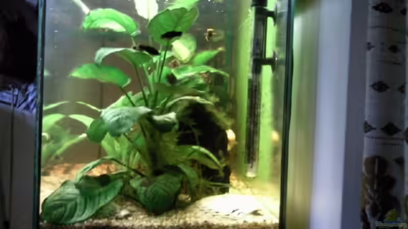 Becken von der rechten Seitenscheibe reingesehen von mikael38 (4)