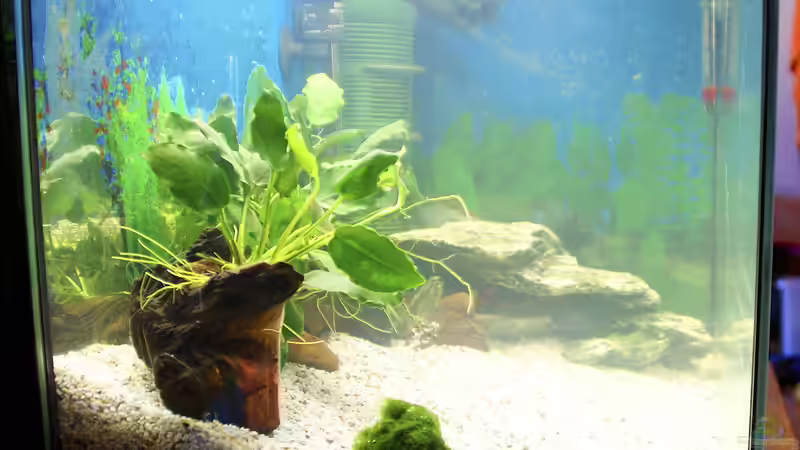 Becken von der Seite  von geradom (2)