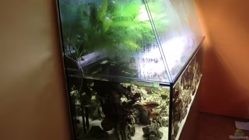 Becken von der Seite von kojandt (4)