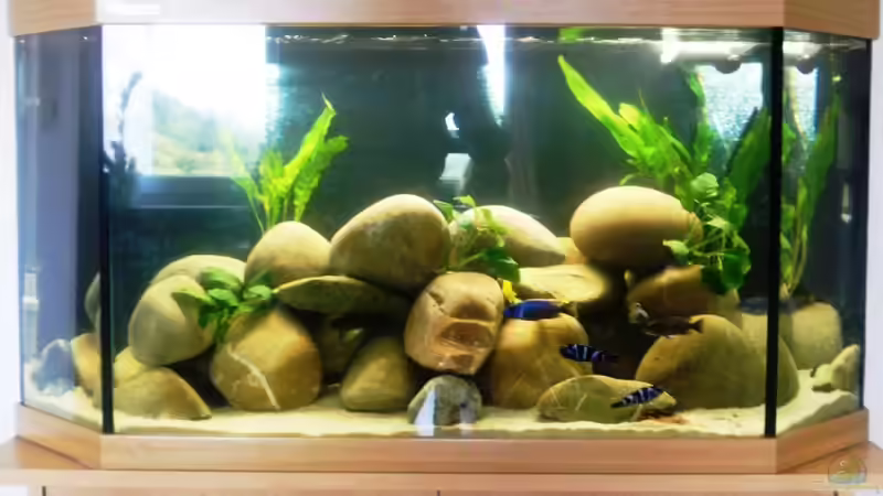 Becken von Dominik Uebel (2)