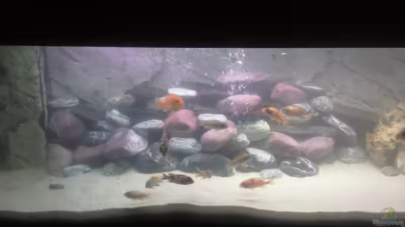 Becken von Francesco (4)