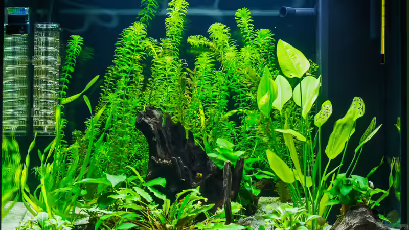 Becken von heute 27.11.2015 von Feinripp (5)