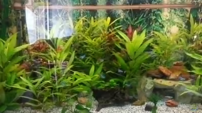 Becken von invibe (2)