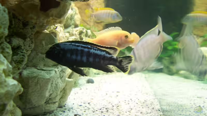 Becken von linker Seitenansicht von Stefan Schulz (13)