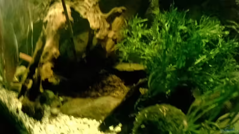 Becken von links  Mooskugeln u. Wasserfahrn von Lars Ascher (27)