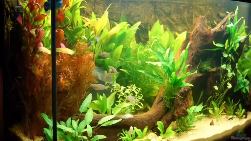 Becken von links am 15.09.2006 von Dirk Leidecker (2)