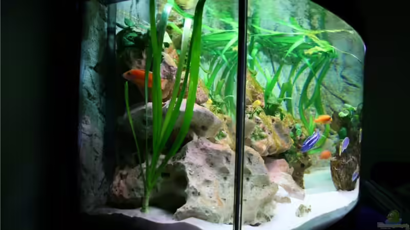 Crinum thaianum im Aquarium pflegen (Einrichtungsbeispiele für Thailand-Wasserlilie)