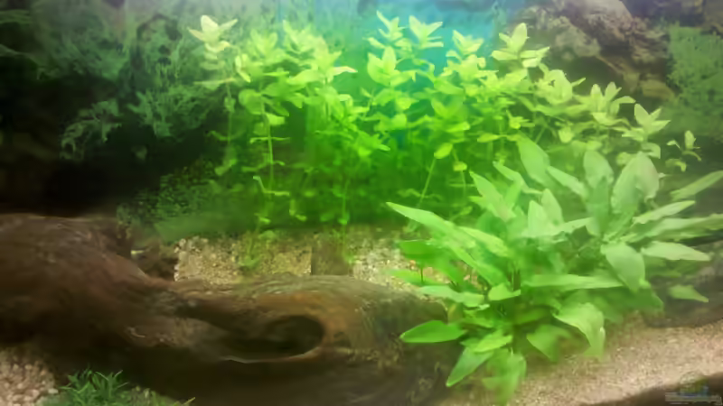 Becken von links nach erstem Wasser einfüllen von De Millo (3)