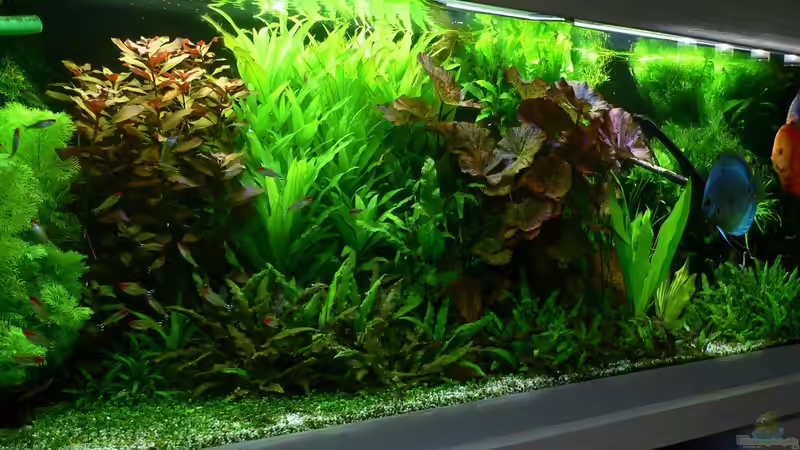 Becken von links von Der Nicky (4)