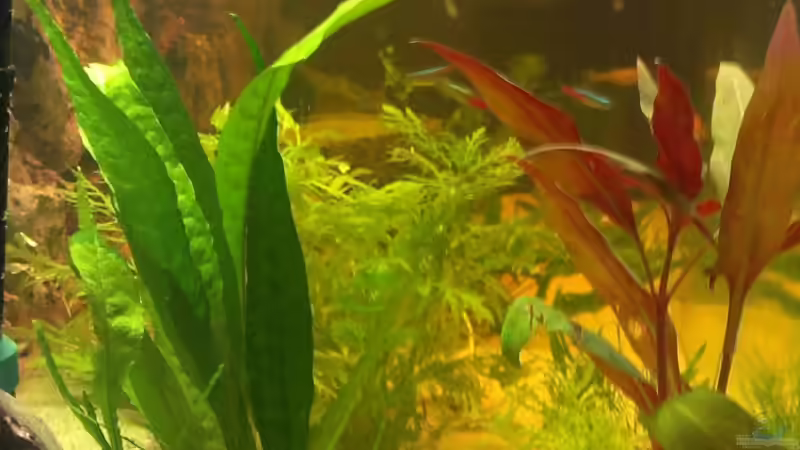 Becken von Links von Jan H. (7)