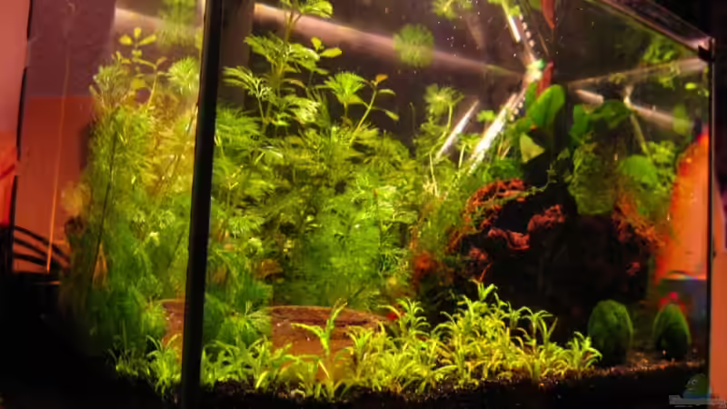 Becken von Links von Klaus Bachmann (5)