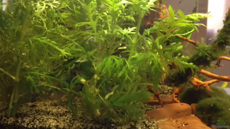 Becken von links von Pillemann77 (4)