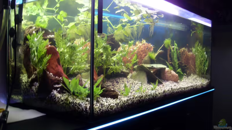 Becken von links von Stefano83 (2)