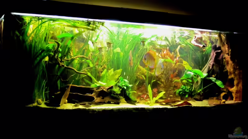 Becken von links2 von maxarl (3)