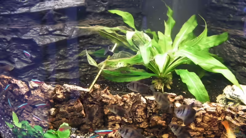 Becken von loco81 (3)