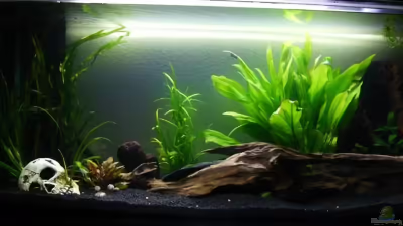 Becken von lumpi (1)