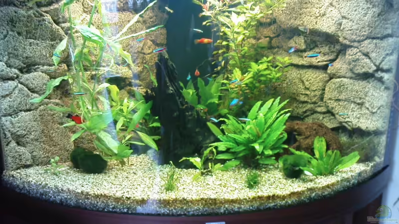 Becken von manala (3)