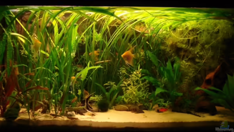 Becken von Martin Orendi (1)