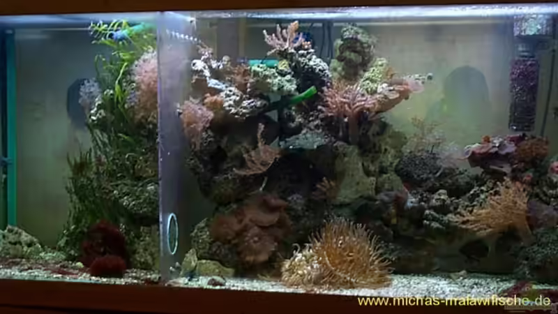 Becken von Michael Gründl (1)