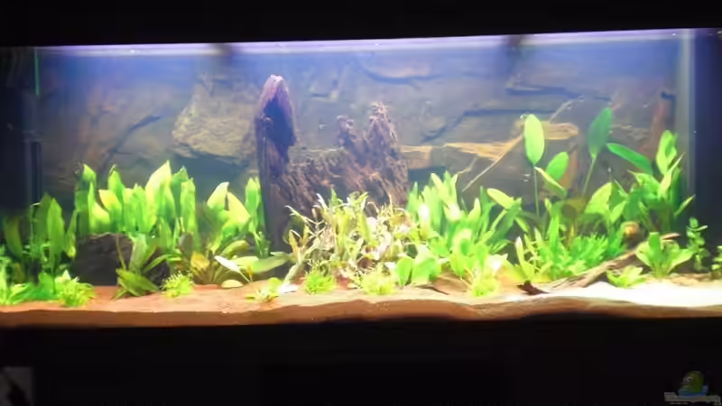 Becken von Misterdaddy (2)