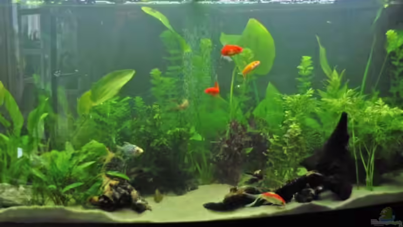 Becken von Nicole76 (1)