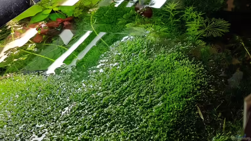 Becken von Oben 13.03.2016 von Sebastian Hartmann (31)