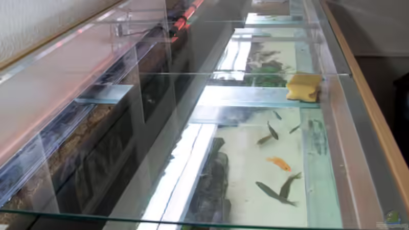 Becken von oben durch die Glasscheiben von Applehorsti (7)