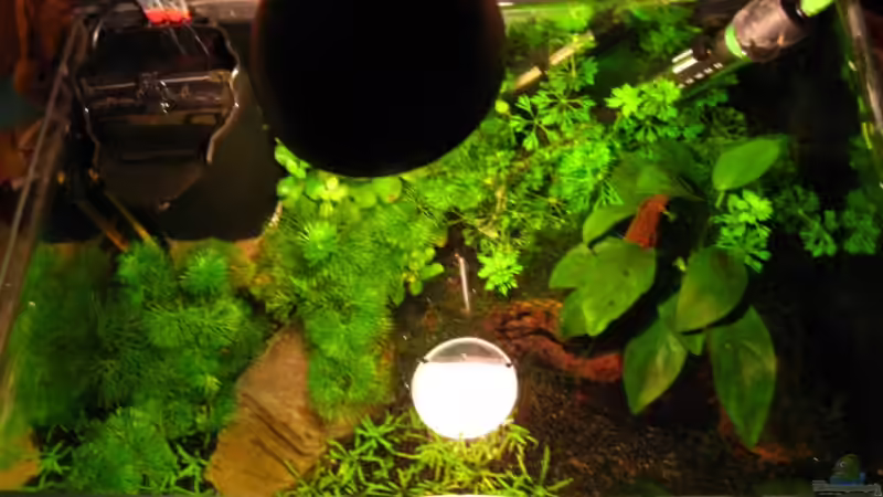 Becken von oben von Klaus Bachmann (6)