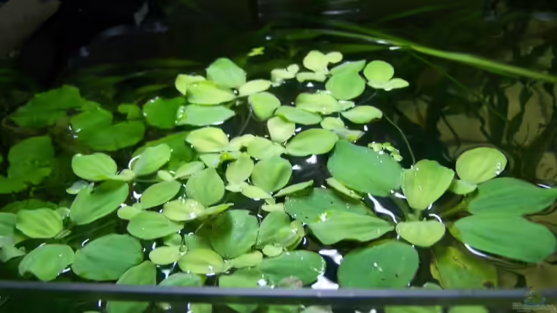 Becken von Oben von Stefan Arenth (4)