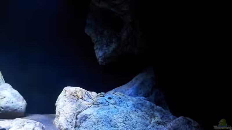 Becken von ollil81 (4)