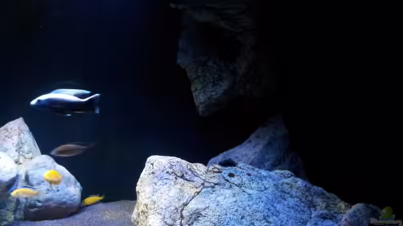 Becken von ollil81 (7)