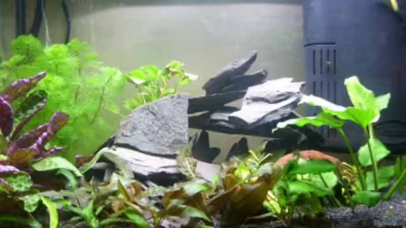 Becken von Phillip Rein (2)