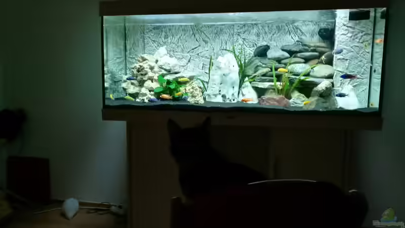 Becken von ProPaul (2)