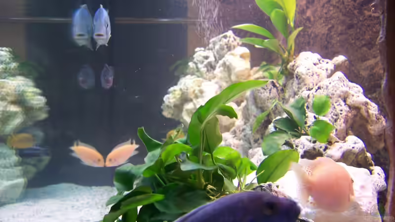 Becken von rechter Seitenansicht von Stefan Schulz (14)