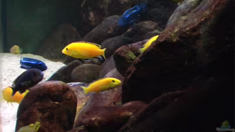 Becken von rechts 07.02.2006 von Tilo Schmiedl (7)