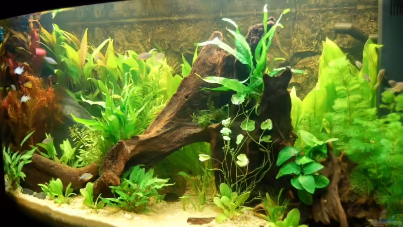 Becken von rechts am 15.09.2006 von Dirk Leidecker (3)