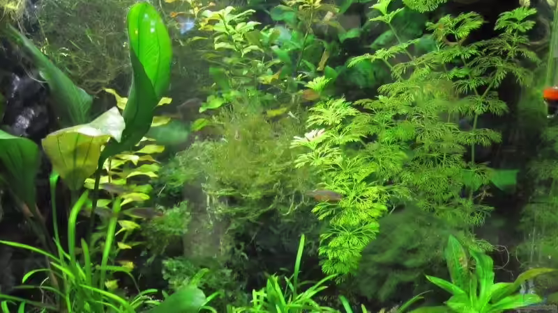 Becken von rechts von cammarus (2)