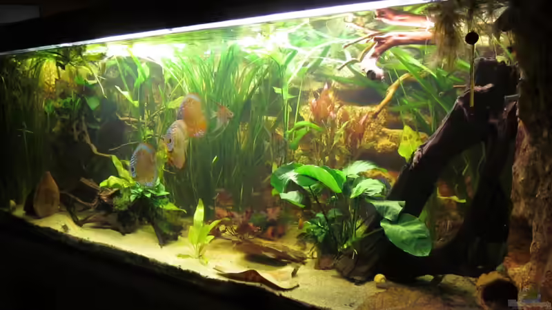 Becken von Rechts von maxarl (6)